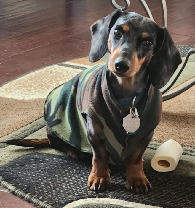 Photo of Bosco the dachsund with ears perked and head tilted looking at the camera